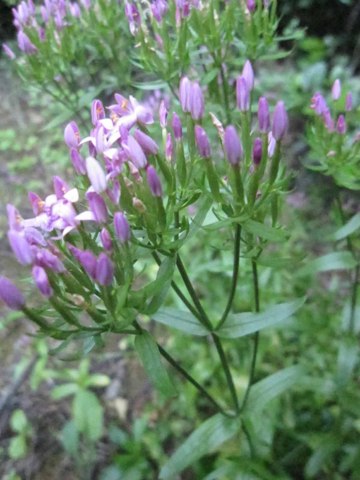 Centaurium erythraea